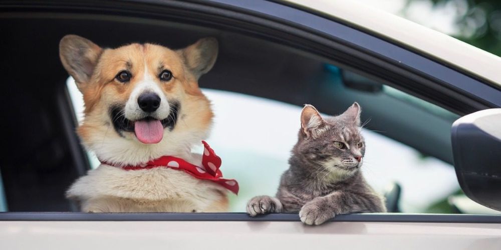 2,5 millions perdus dans la fraude aux animaux de compagnie en un an