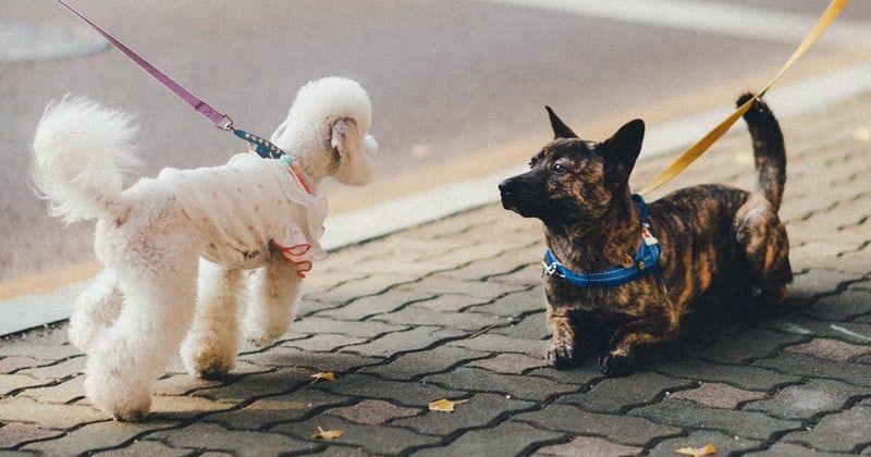 DogWalk zero-day Windows bug receives patch - but not from Microsoft