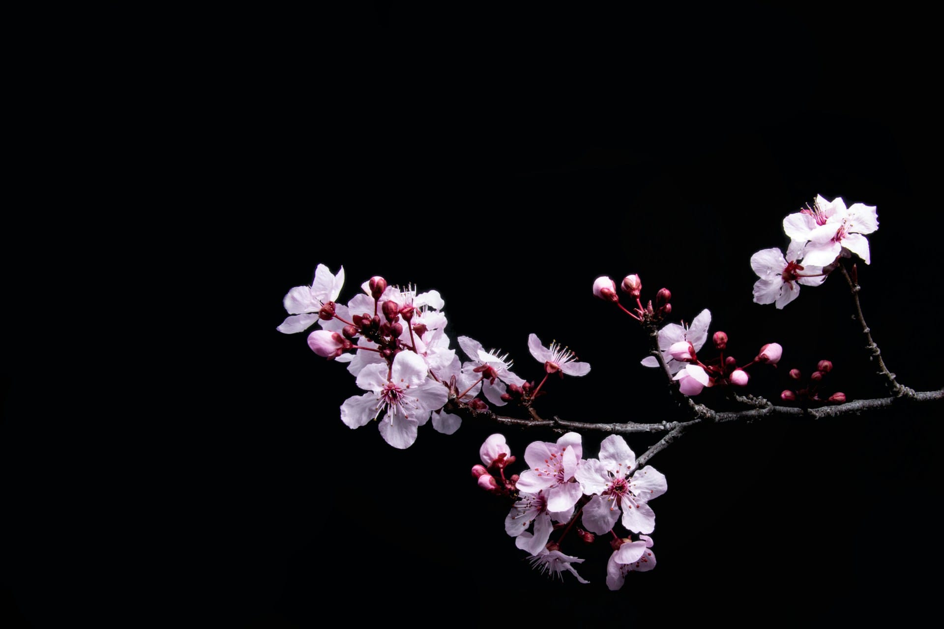 Sakura Internet hack may affect 1.36 million accounts