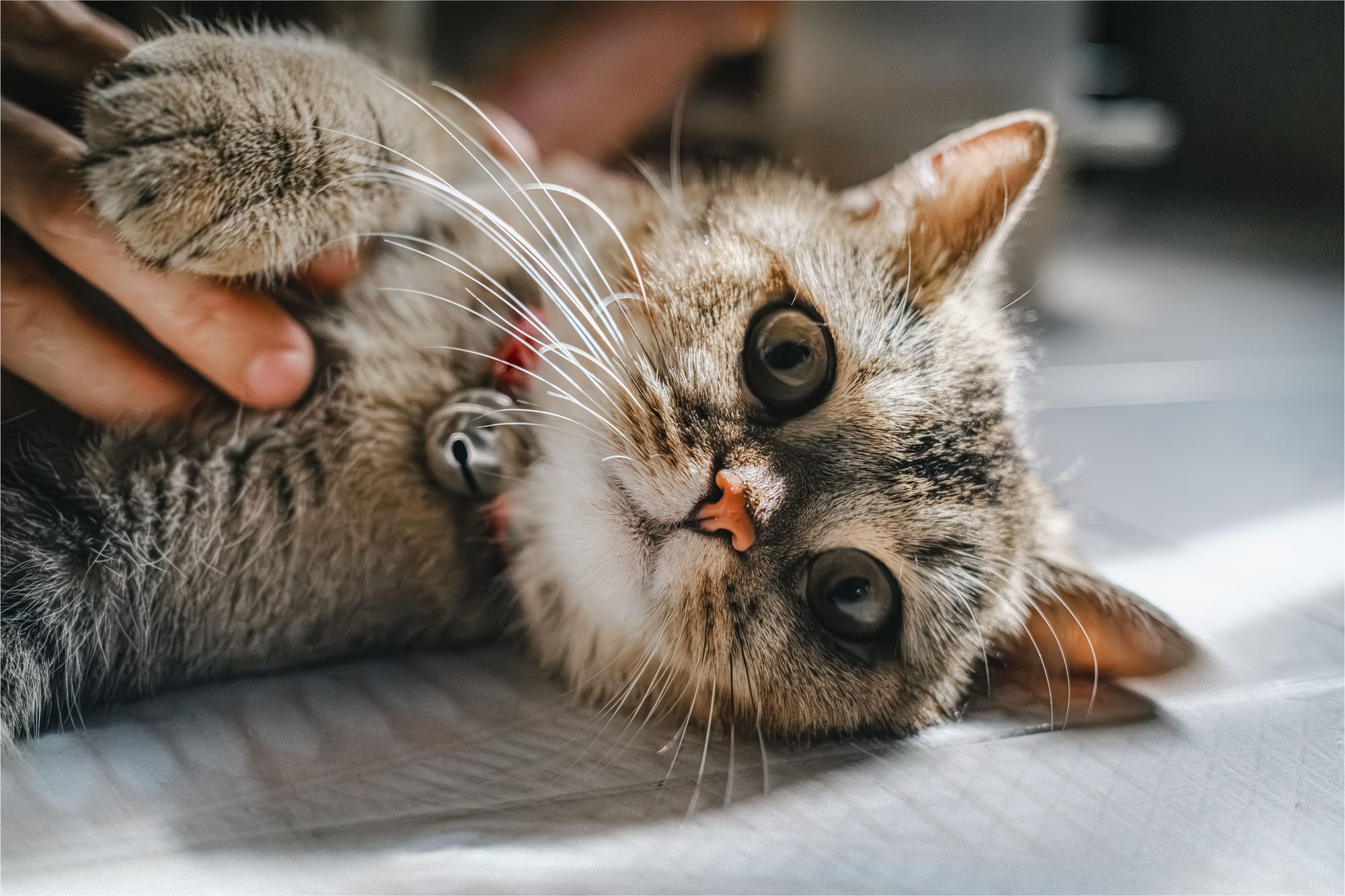 Estafas con mascotas perdidas e imágenes falsas con IA