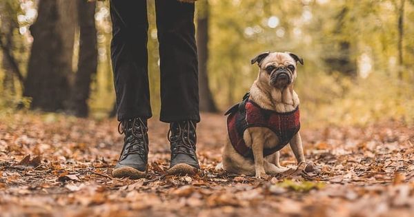 Years after claiming DogWalk wasn't a vulnerability, Microsoft confirms flaw is being exploited and issues patch