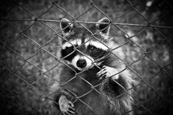 US Indicts Ukrainian National for Allegedly Operating Raccoon Stealer Malware