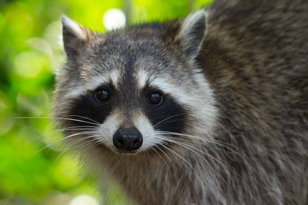 Alleged Operator of Raccoon Infostealer Extradited to U.S. Facing Prison over Financial Crimes