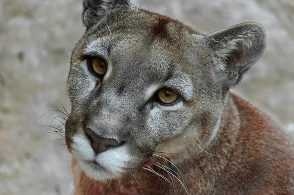 Ransomware zerstört jahrzehntelange Forschung zum Schutz von Wildtieren im Zoo von Toronto