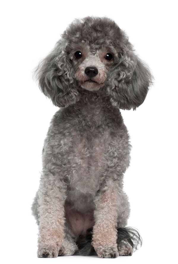 SSL 3.0 "Poodle" Flaw Opens Encrypted Data to Eavesdropping