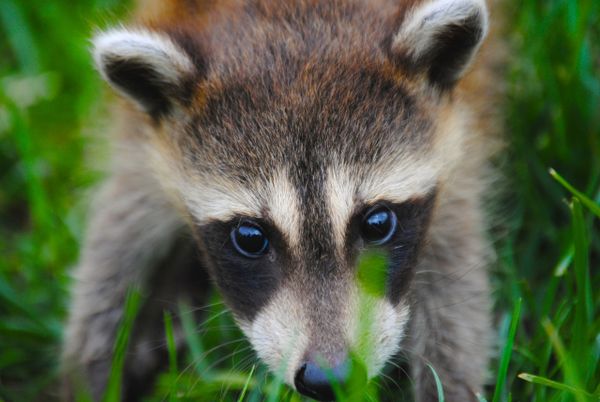 Raccoon Malware Aims to Steal Credentials of People Who Use Popular Apps